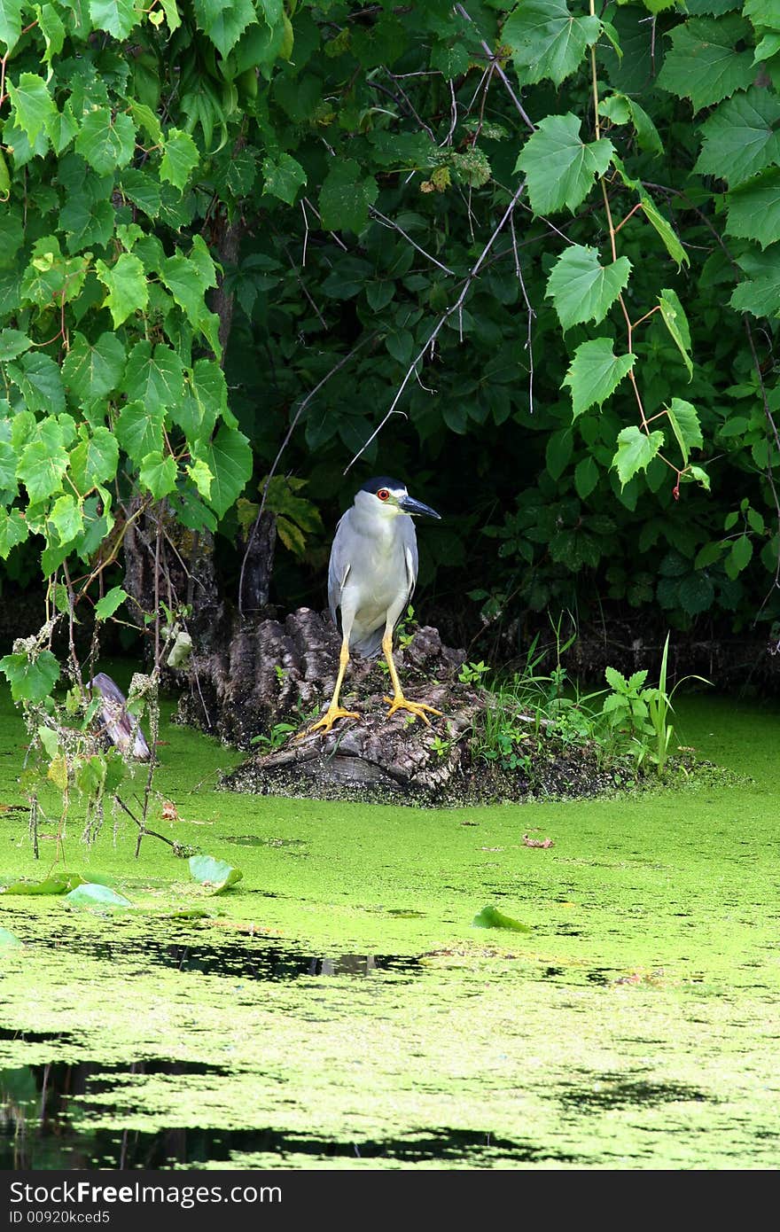 Night Crown  Heron