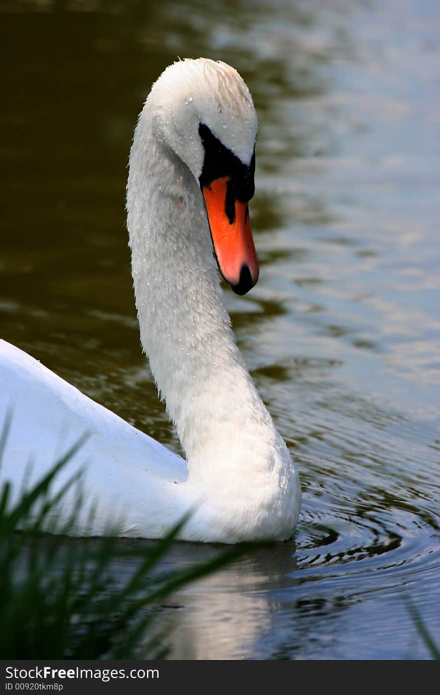 Swan