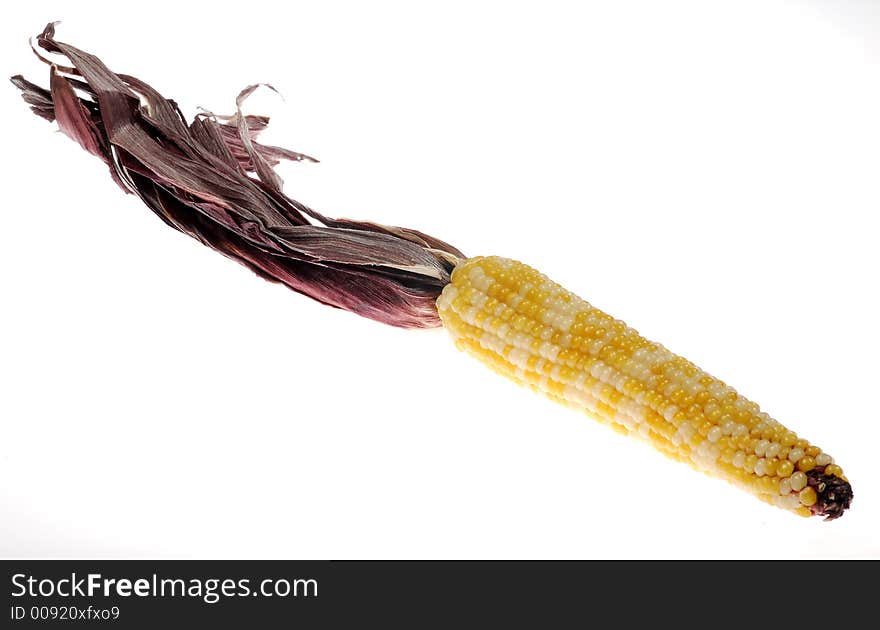 Photo of Corn - Thanksgiving / Fall Related