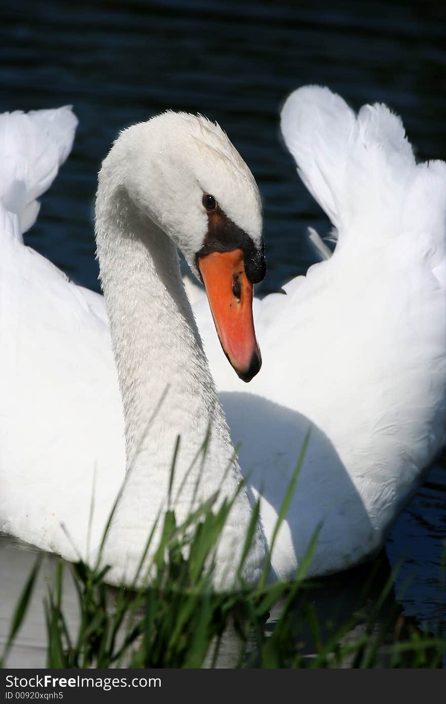 Swan on Pond