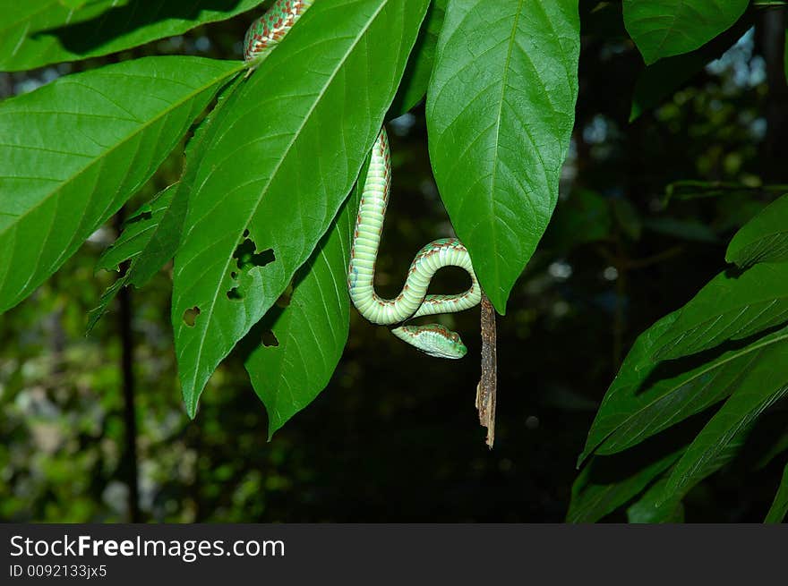 Danger lurks... A small poisonous snake hangs from a tree. Danger lurks... A small poisonous snake hangs from a tree.