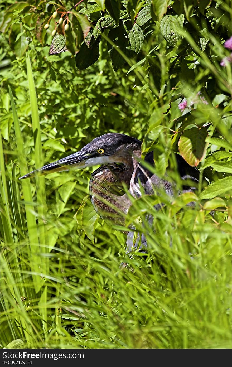 Great Blue Heron