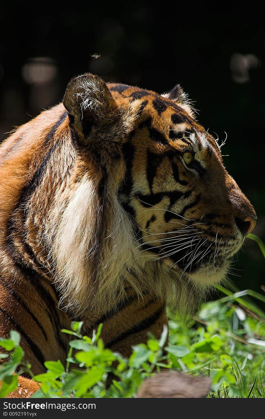 Sumatran tiger sunning in the grass