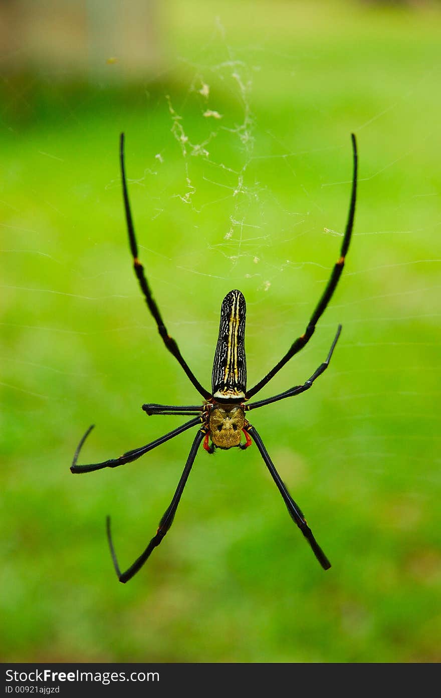 Big spider upside down on web.