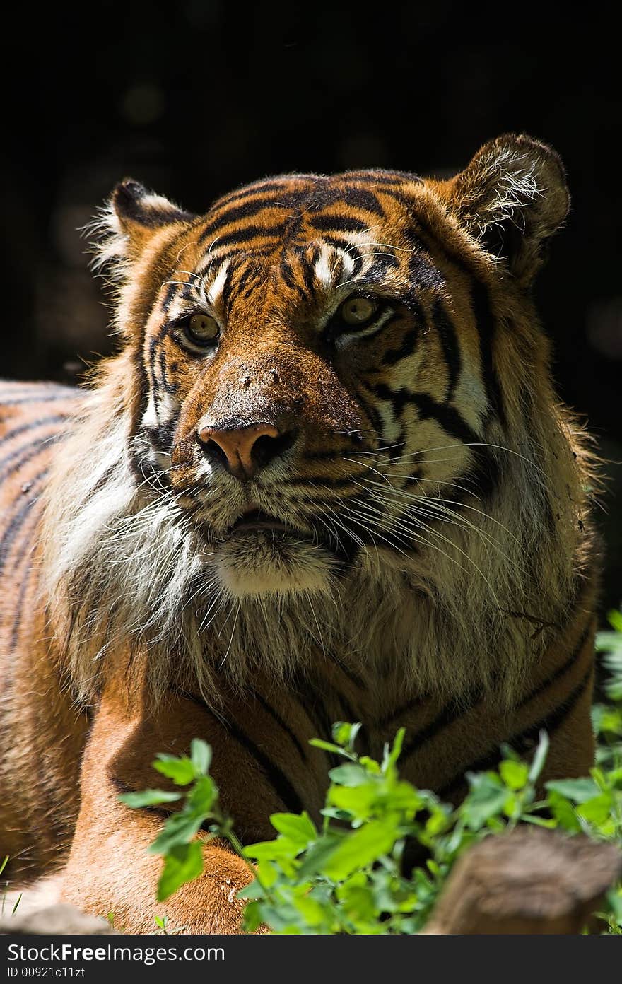 Sumatran tiger sunning in the grass