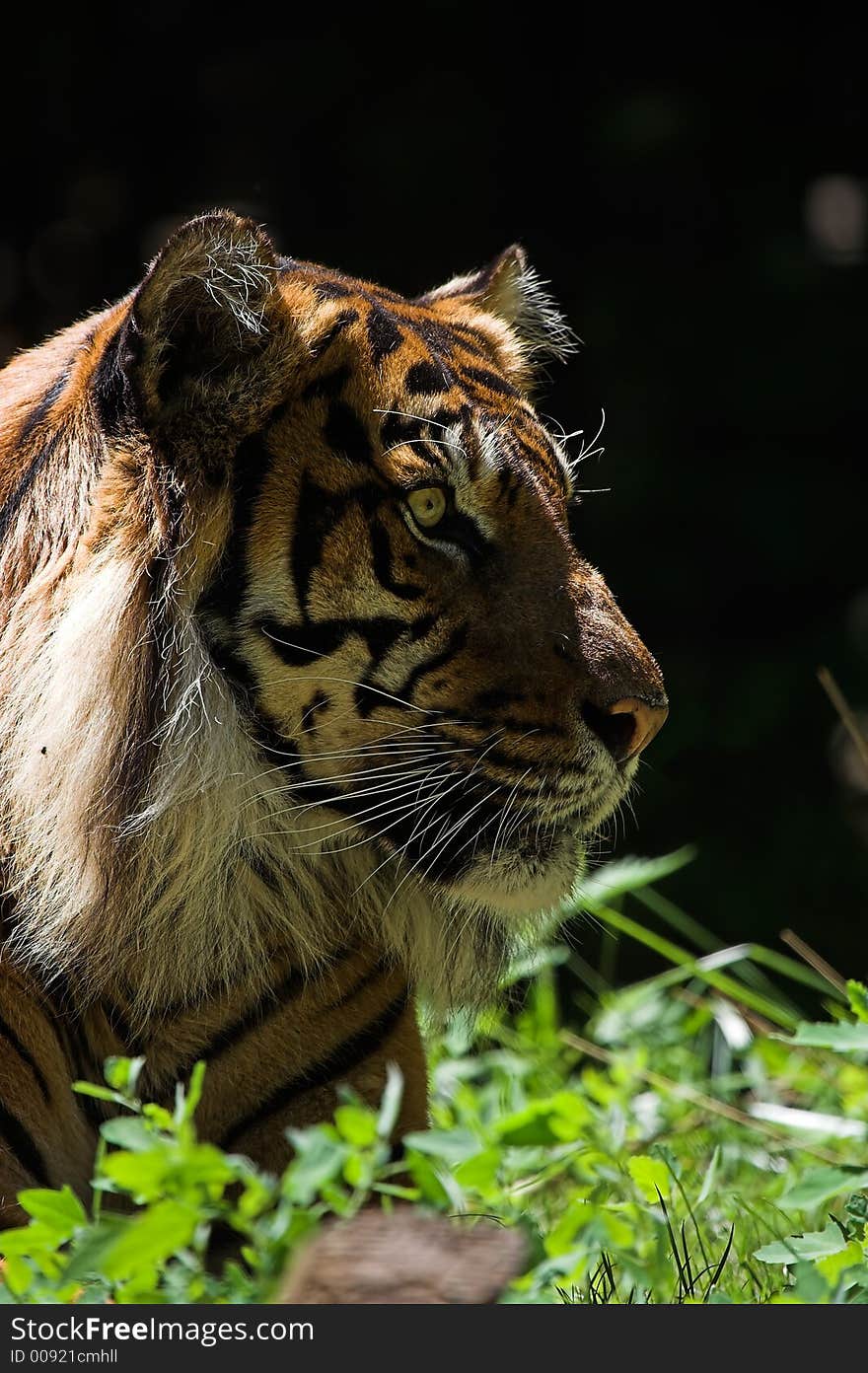 Side view of a Sumatran tiger