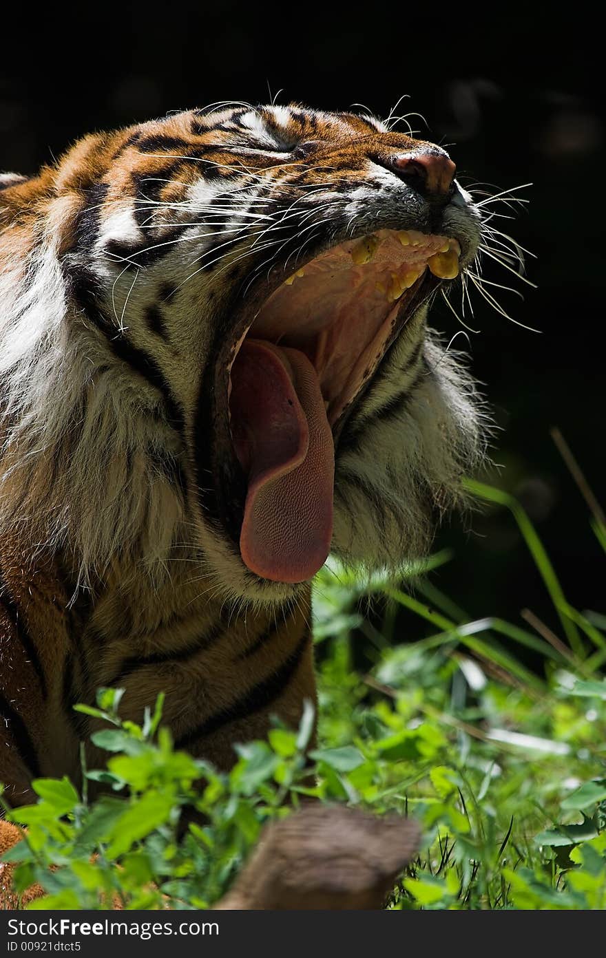 Sumatran Tiger Yawning showing his tounge