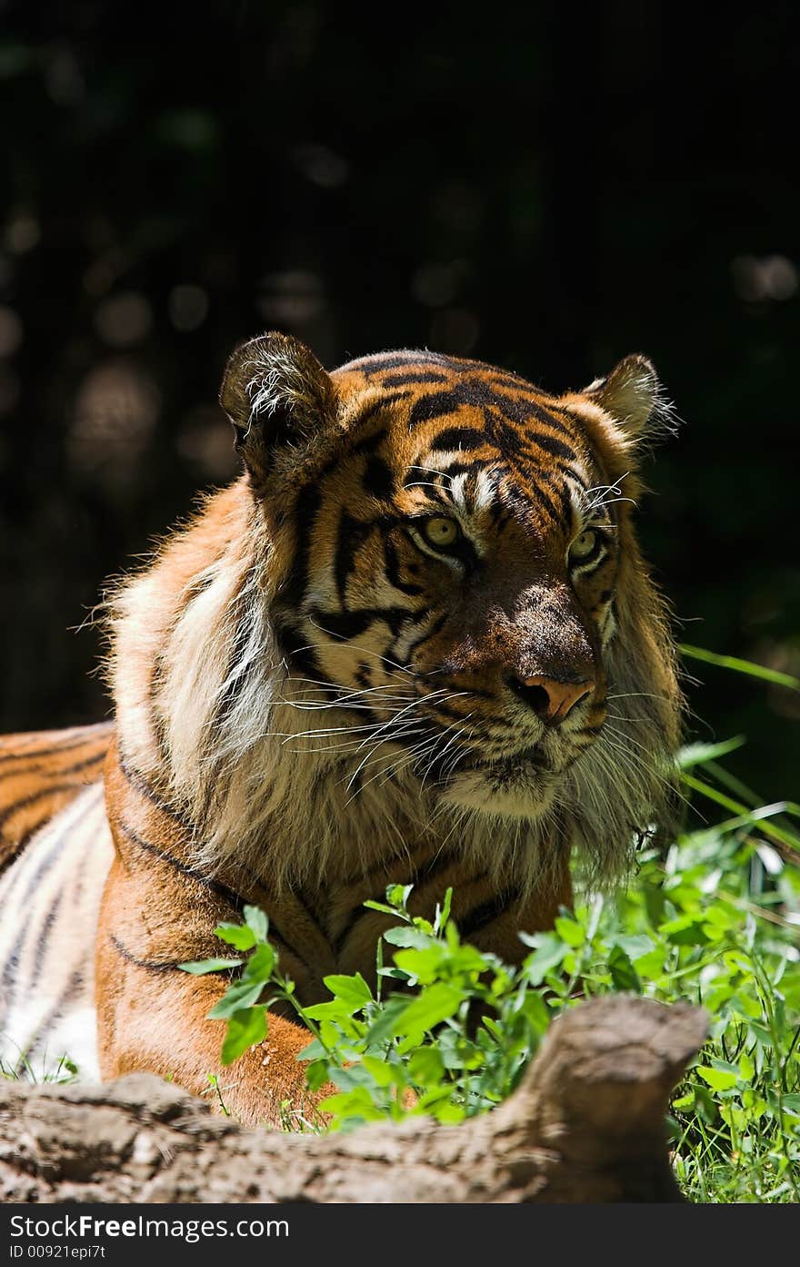 Sumatran tiger lying in the sun