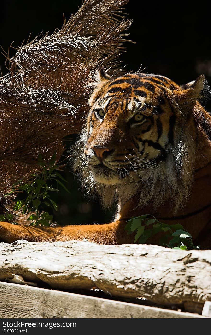 Tiger at rest near a dried tree. Tiger at rest near a dried tree