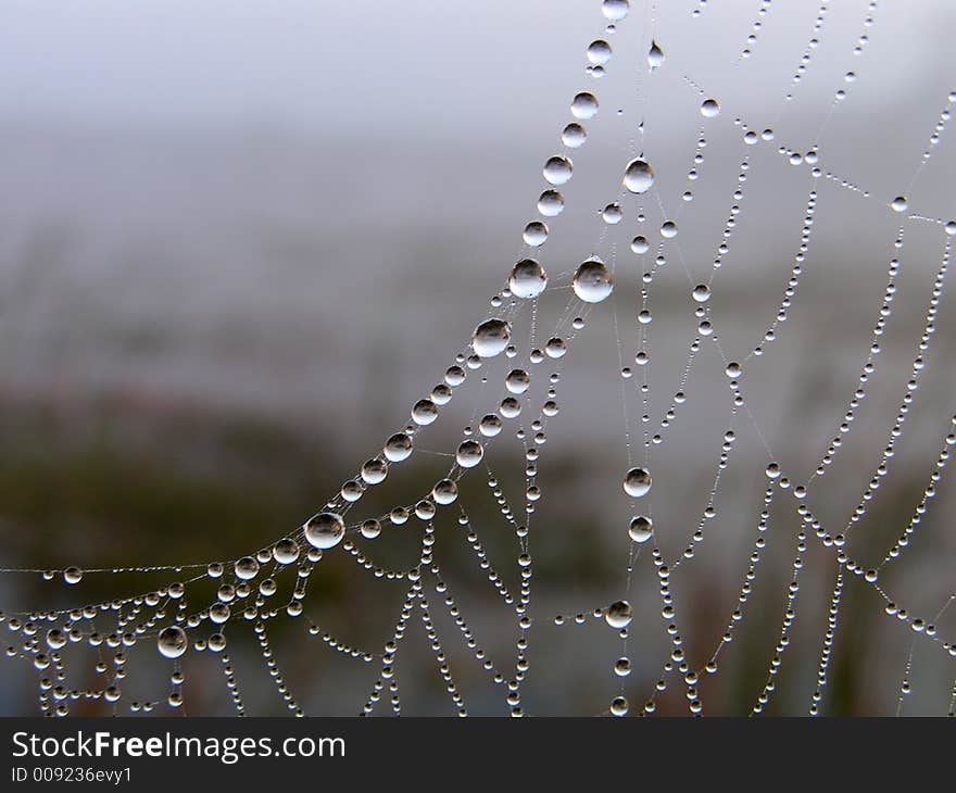 Necklace. Morning dew on a web.