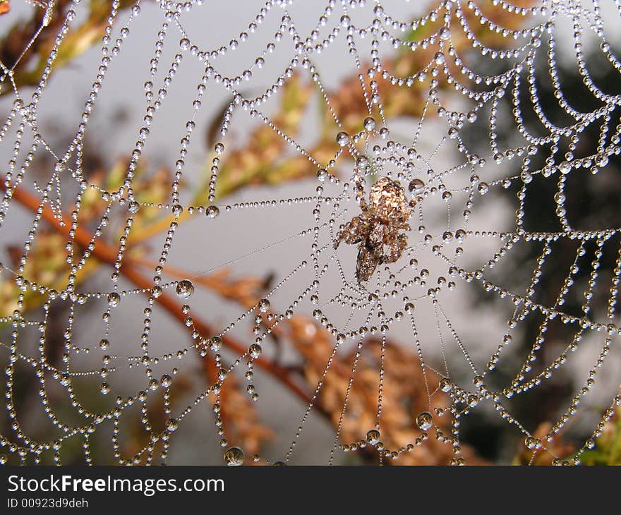 Rest of the jeweller. Morning dew on a web and a spider.