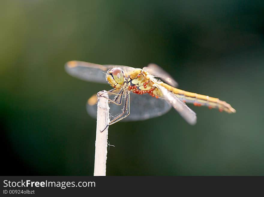 Dragonfly