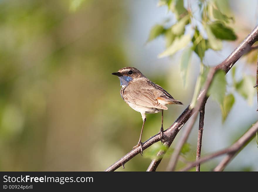 Bluethroat (Luscinia svecica) on branch