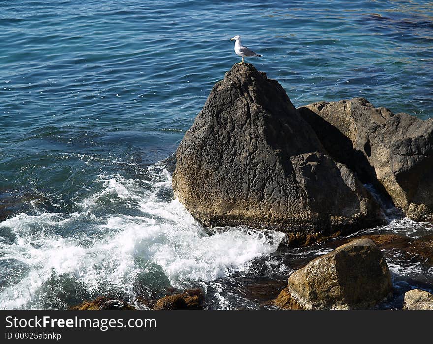 Marine landscape with seagull on the rock