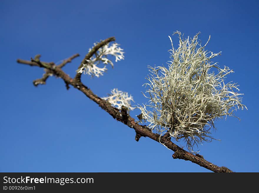 Sample of a lichenCladonia rangiferina