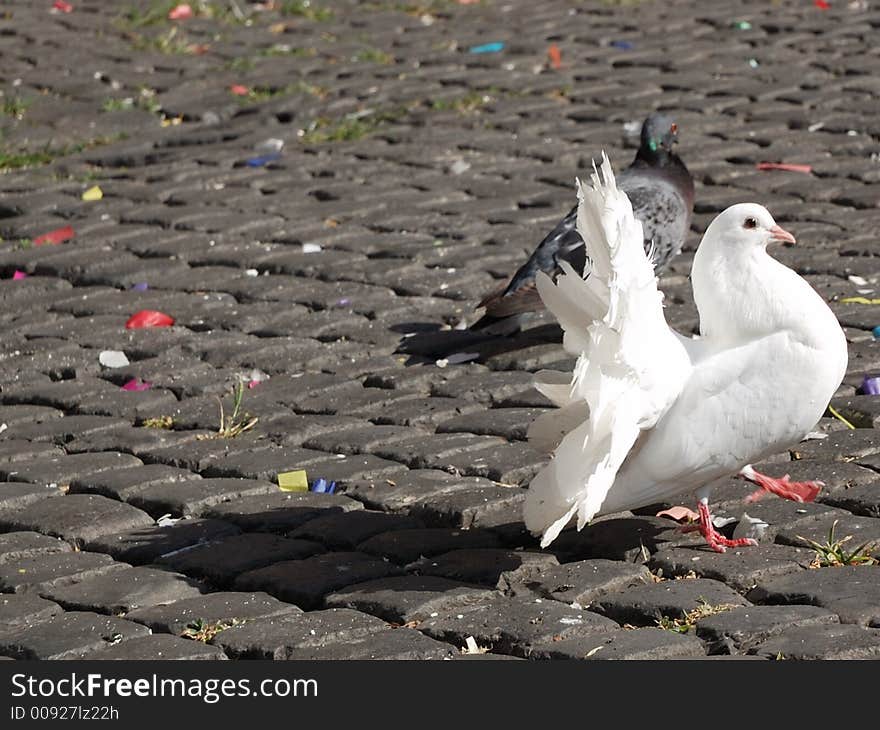 White pigeon making wheel on the sidewalk