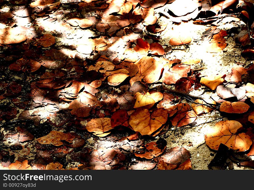 Sunlight hits cattered leaves on the floor outside the baths of the British Virgin Islands. Sunlight hits cattered leaves on the floor outside the baths of the British Virgin Islands.