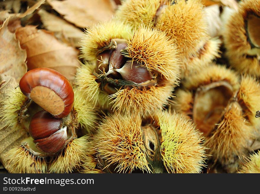 Chestnuts ready to be collected