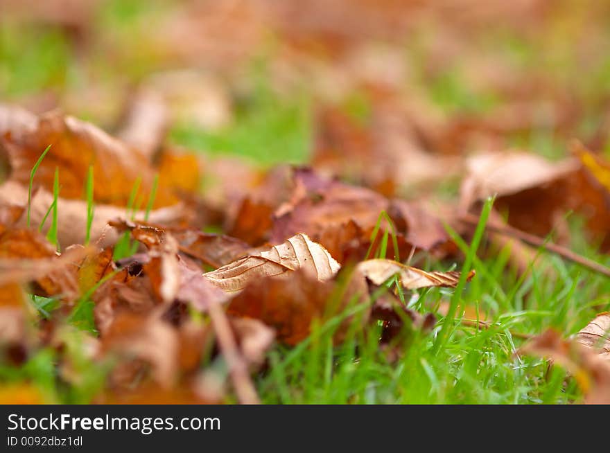 Autumn leaves background (shallow dof!)