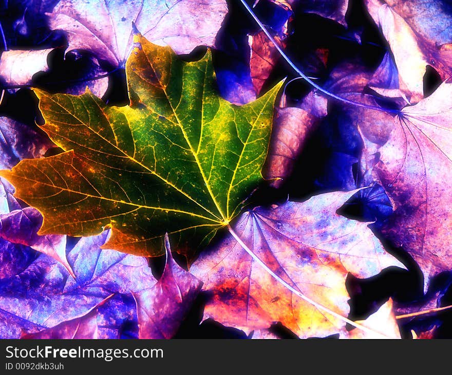 Autumn  foliage  with special infrared colors with a dominant green leaf like a nice colorful background. Autumn  foliage  with special infrared colors with a dominant green leaf like a nice colorful background