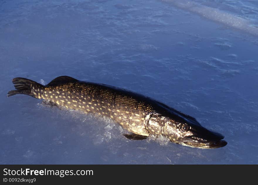 Pike, Essox lucius on the ice. Pike, Essox lucius on the ice.