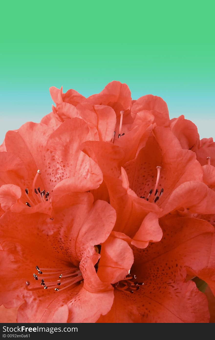 A bunch of rhododendron flowers isolated against a background by a clipping path. A bunch of rhododendron flowers isolated against a background by a clipping path.