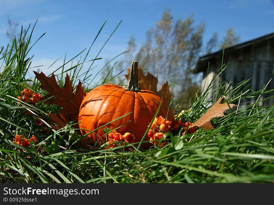 Pumpkins and leaves on the ground in back of a barn. Pumpkins and leaves on the ground in back of a barn