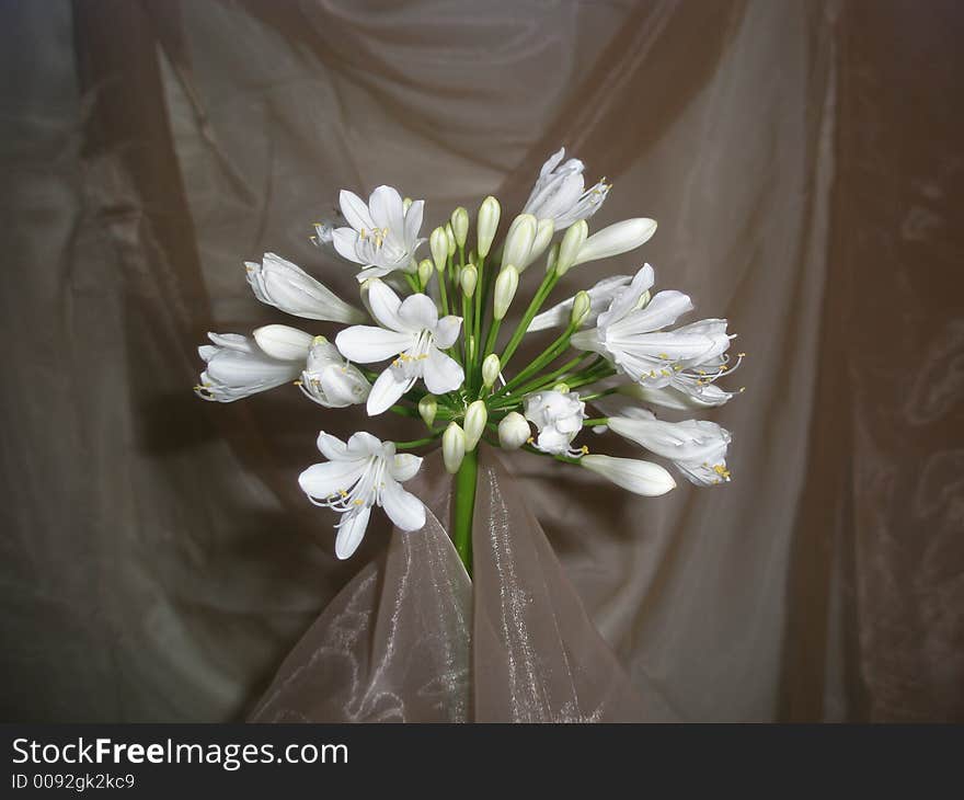 White Agapanthus Elegance