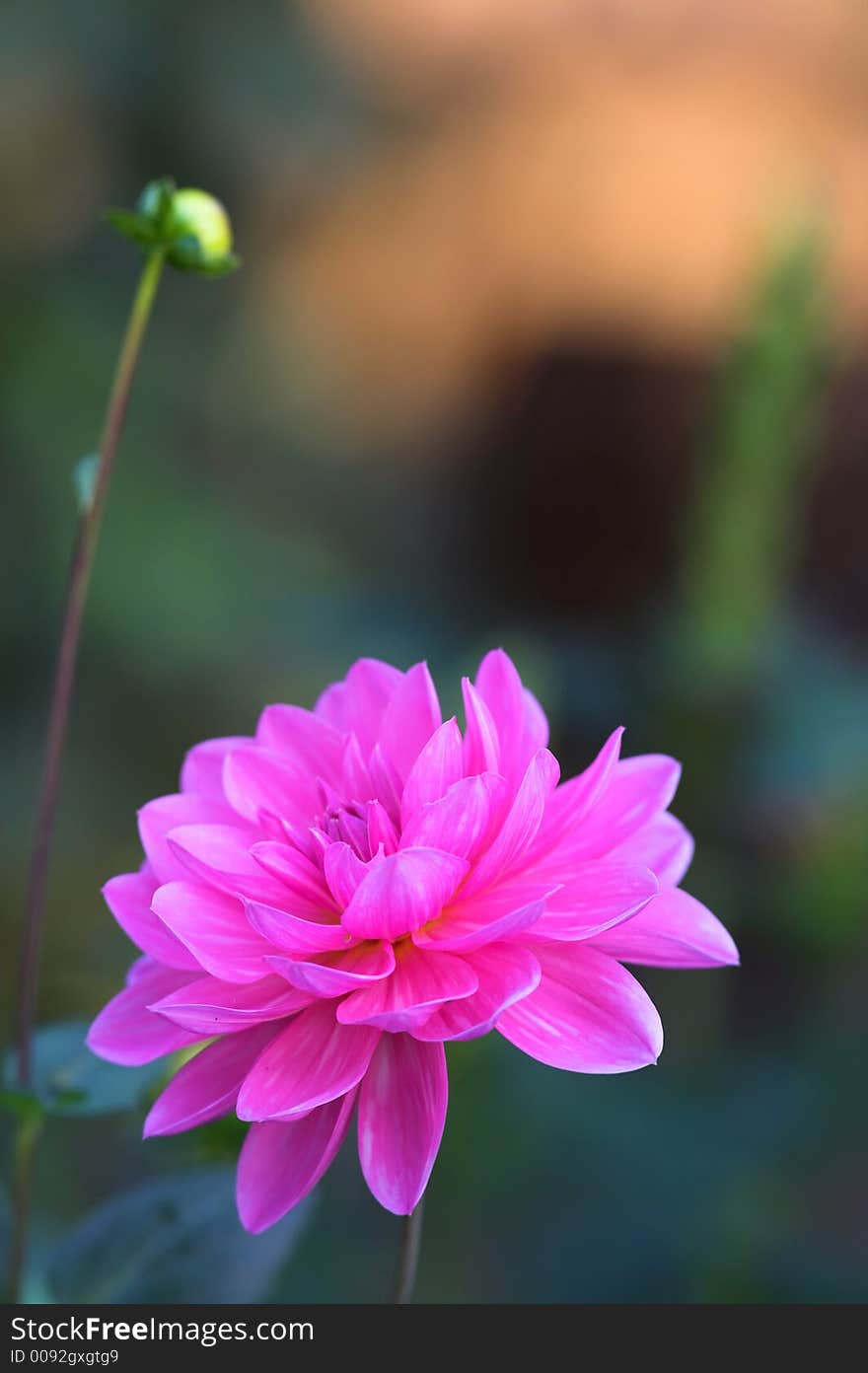 Evening flower in soft, natural light