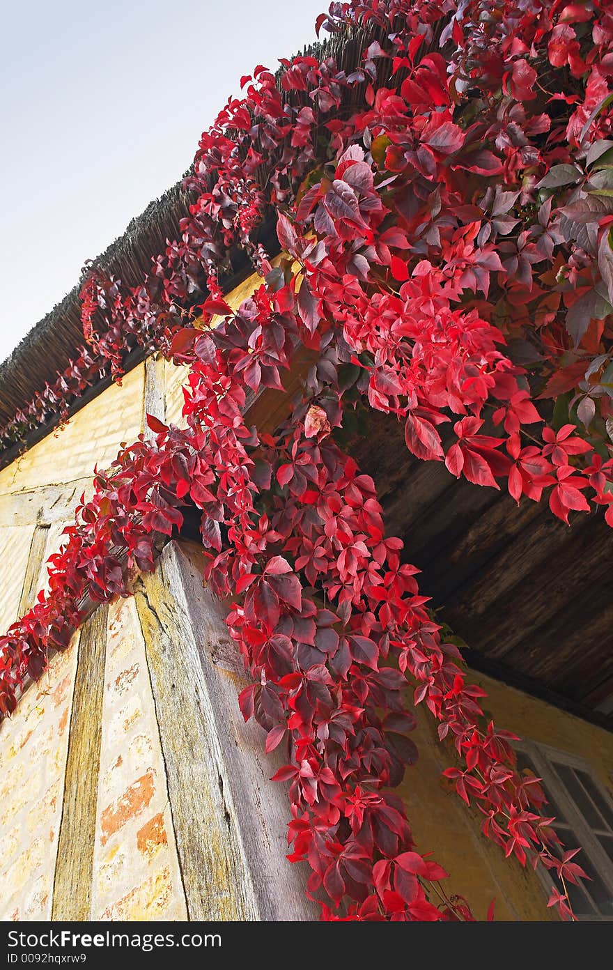 Red leafs on old house in Denmark. Red leafs on old house in Denmark