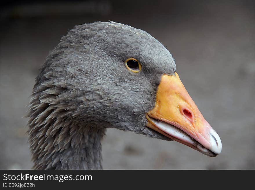 greylag close-up