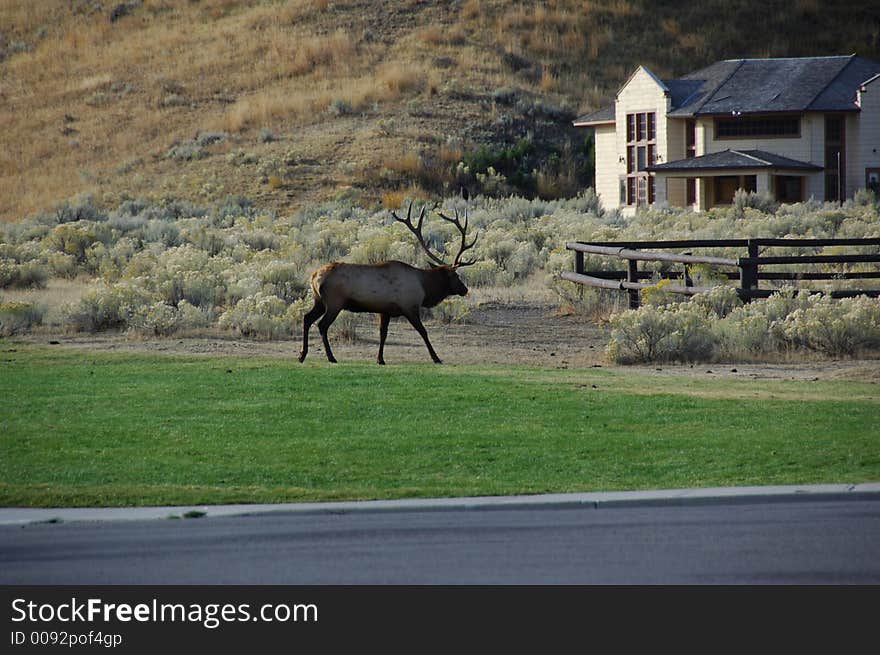 Elk Hanging out on the lawn