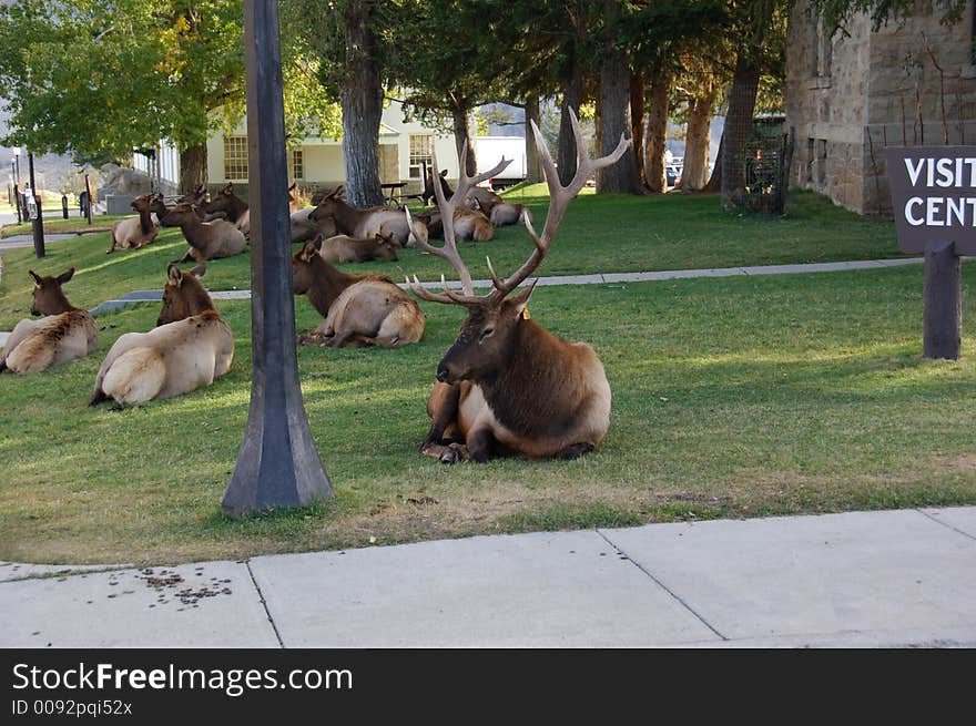 Elk Hanging out at the Visitors Center