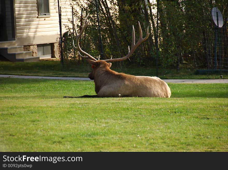 Elk Hanging out on the lawn