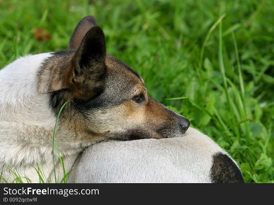 The image of a stray dog laying on a grass