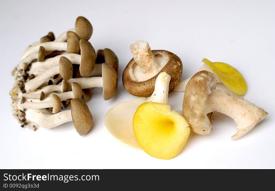 Selection of different varieties of edible mushrooms for cooking ingredients ona plain background. Selection of different varieties of edible mushrooms for cooking ingredients ona plain background