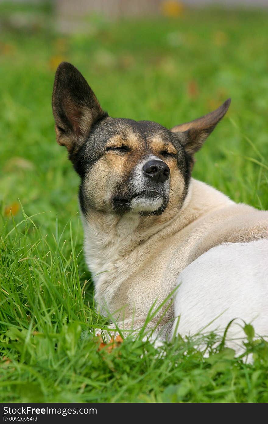 The image of a stray dog laying on a grass