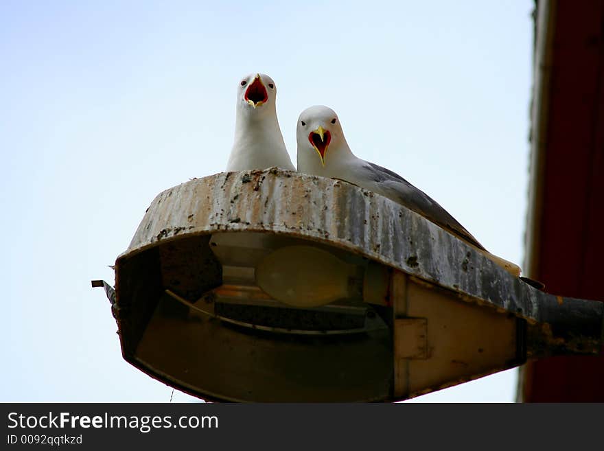 While walking in the small Nusfjord port in the Lofoten Islands I disturb these two gulls. While walking in the small Nusfjord port in the Lofoten Islands I disturb these two gulls