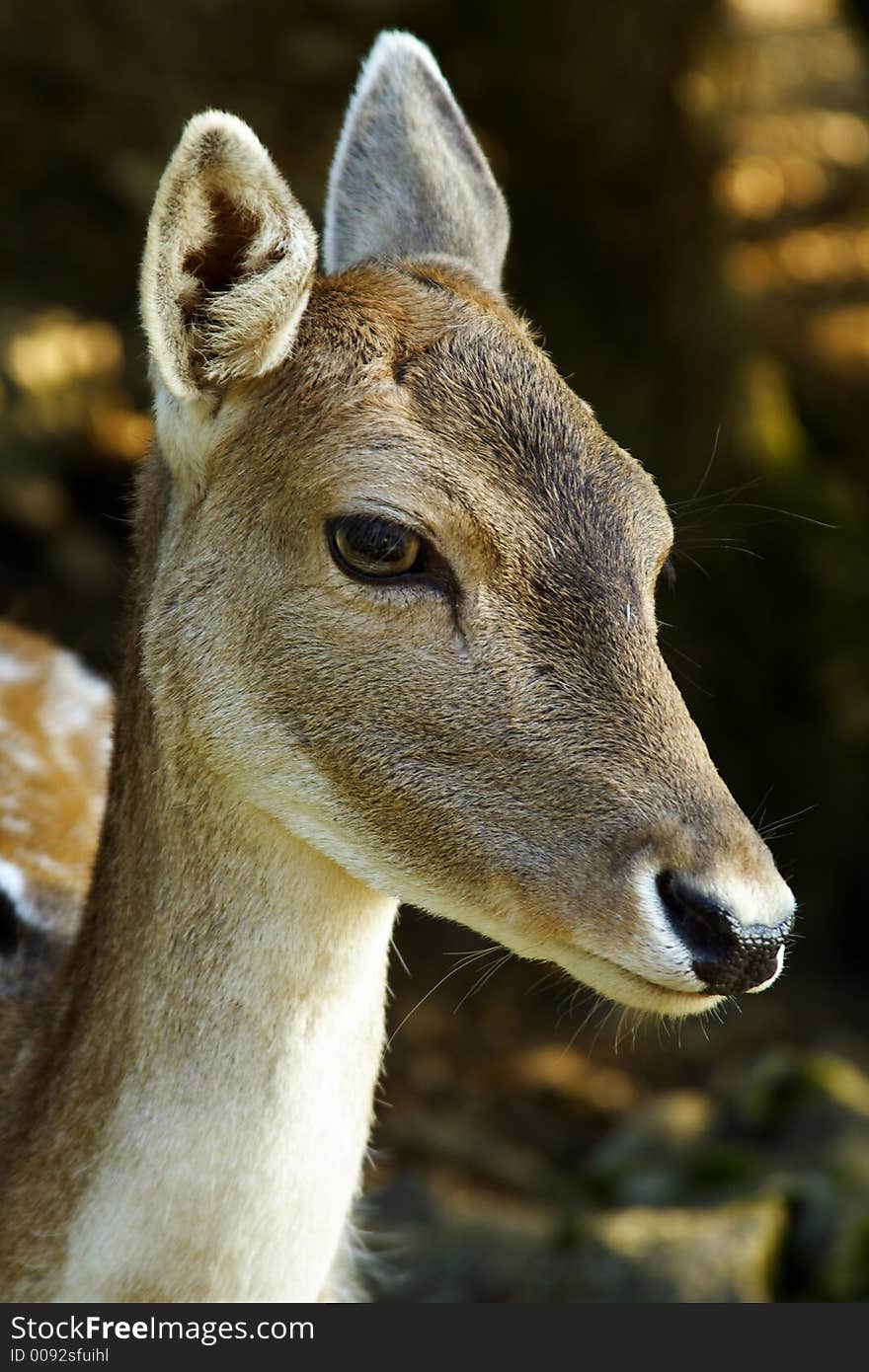 Deer in the natural park of Chartreuse in the french Alps