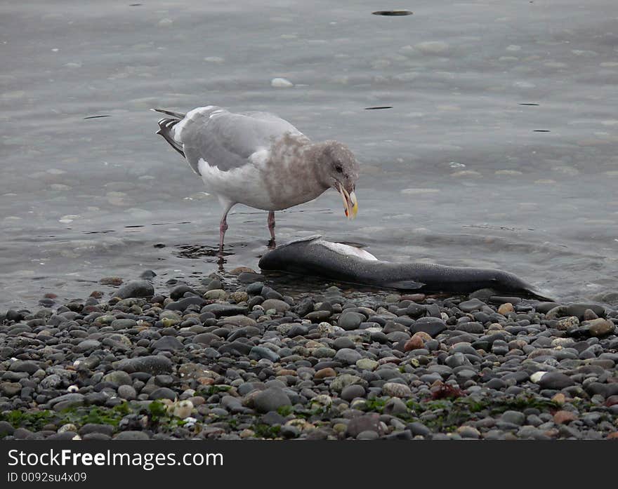 A seagull considers the treasure it's found. A seagull considers the treasure it's found