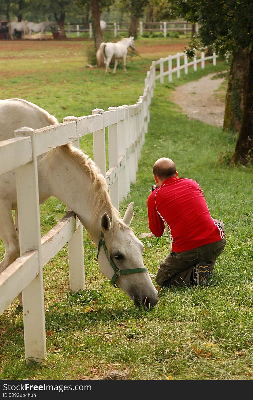 This situation was in Slovenia in the Lupica White Horses Farm in Slovenia. This fotographer is trying to take a picture of the fense. This situation was in Slovenia in the Lupica White Horses Farm in Slovenia. This fotographer is trying to take a picture of the fense.