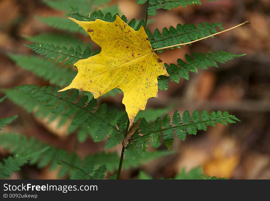 Yellow Maple leaf caught on fern