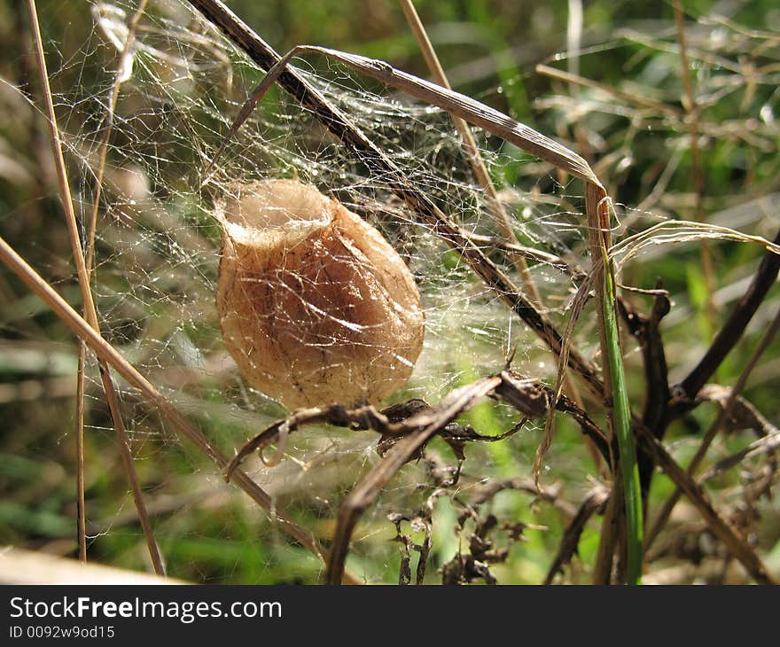 A small spider follicle in the grass