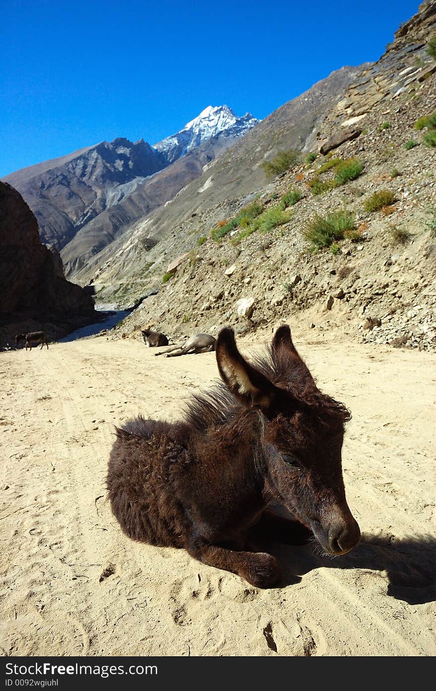 Small donkey during a break, Ladakh, India.