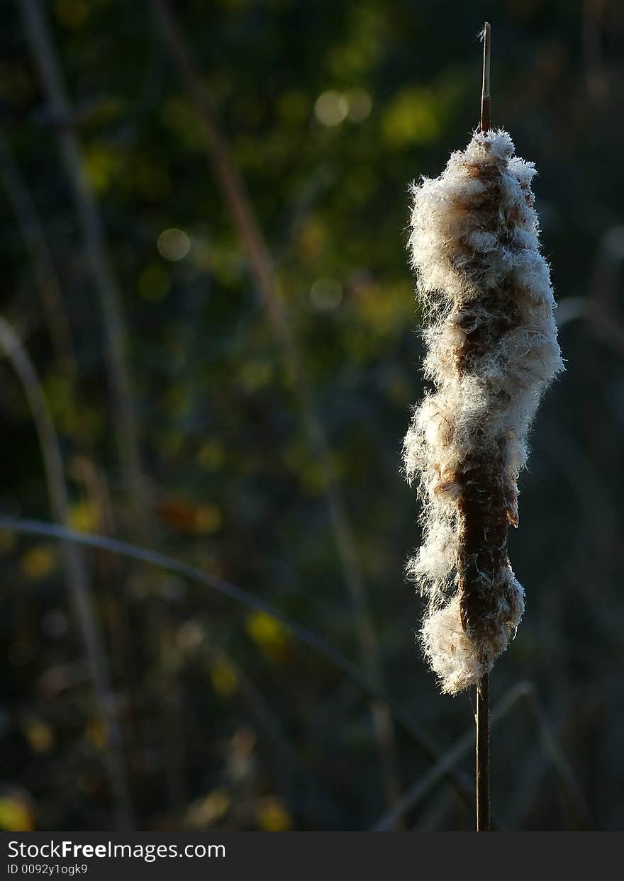 A frosty cat tail in a Michigan marsh at sunrise. A frosty cat tail in a Michigan marsh at sunrise.