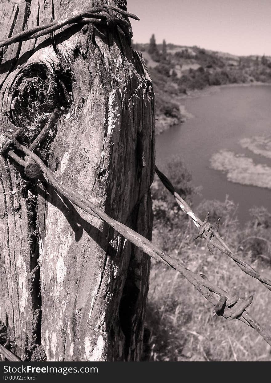 Old barbed wire black & White