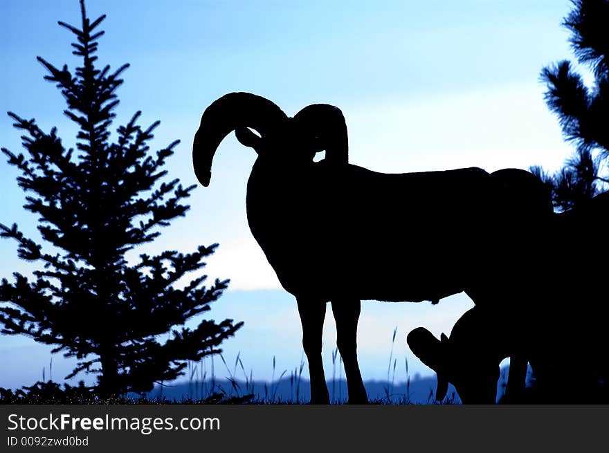 Silhouette of a Rocky Mountain bighorn ram standing near silhouette of pine tree. Silhouette of a Rocky Mountain bighorn ram standing near silhouette of pine tree