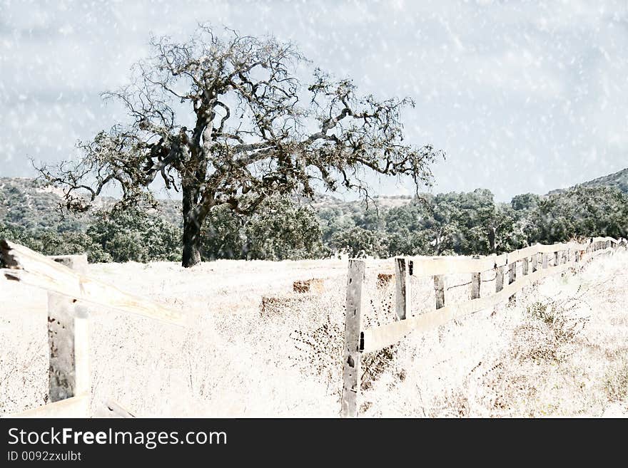 Oak tree in a field with a broken white picket fence in the snow. Oak tree in a field with a broken white picket fence in the snow.