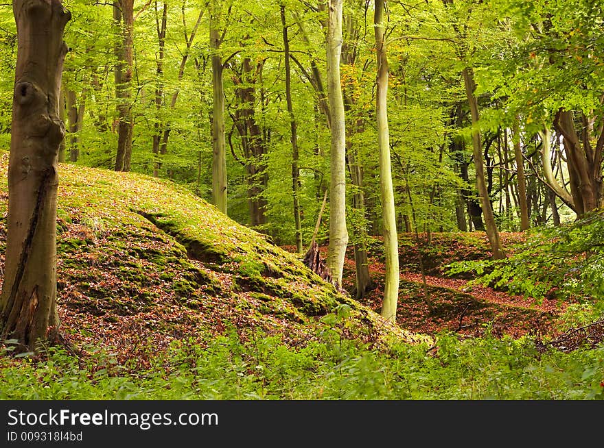 Beautiful autumn colors in the park. Beautiful autumn colors in the park