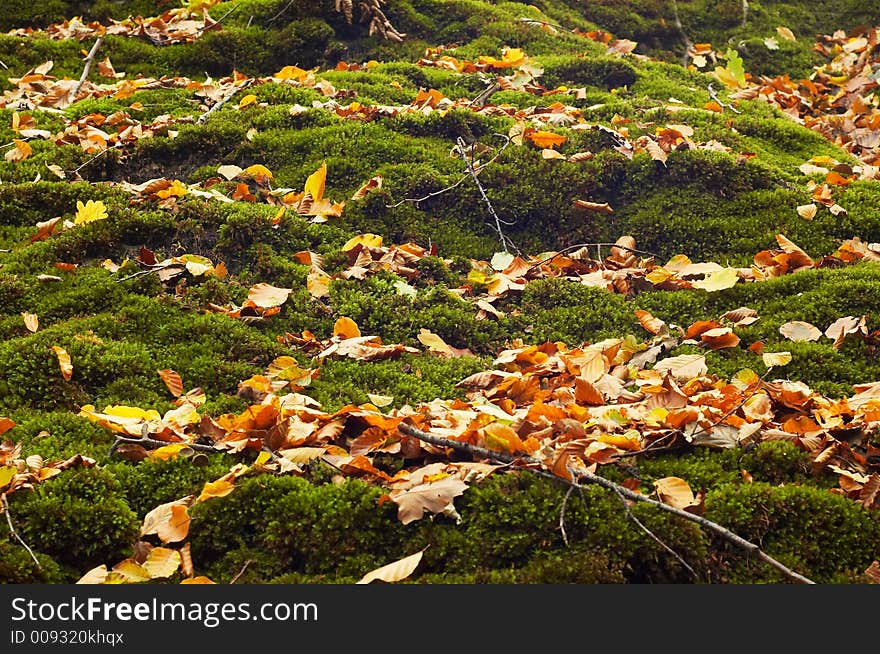 Forest floor in autumn background. Forest floor in autumn background